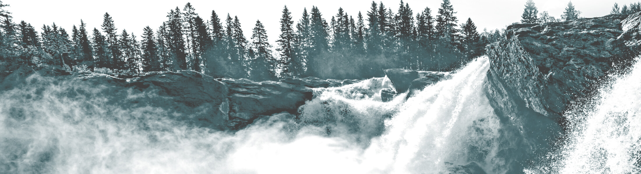 Rushing mountain river surrounded by pine trees