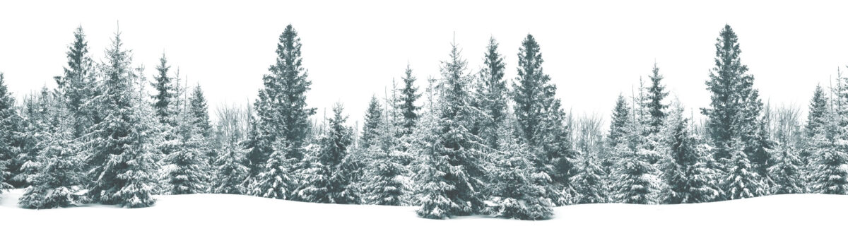 A landscape image with snow covered pine trees and snow covered ground.