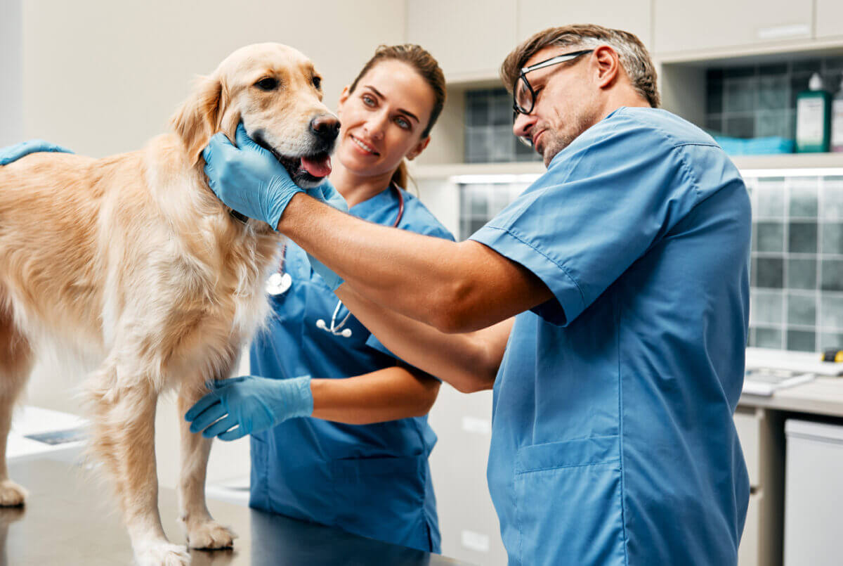 Veterinarians examining a labrador retreiver
