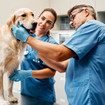 Veterinarians examining a labrador retreiver
