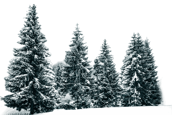 Snow-covered treeline